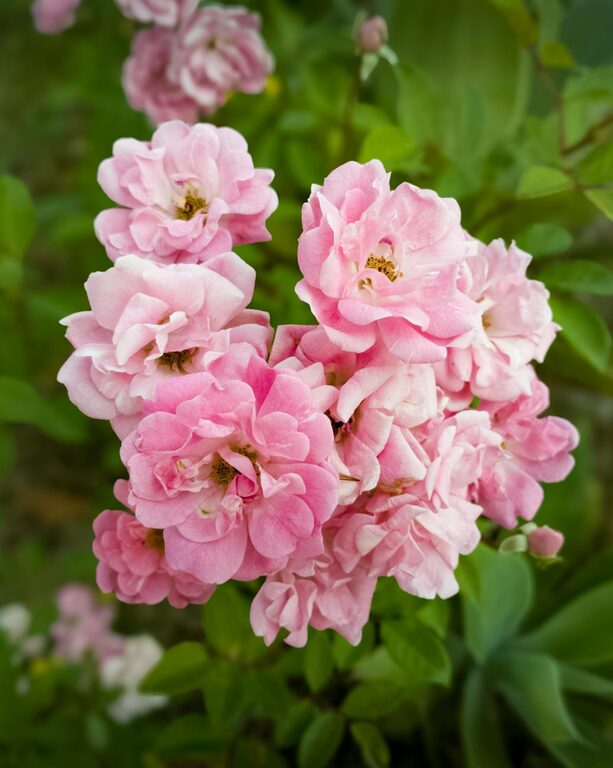 Tips for Creating a Beautiful and Functional Home Garden All Year Round